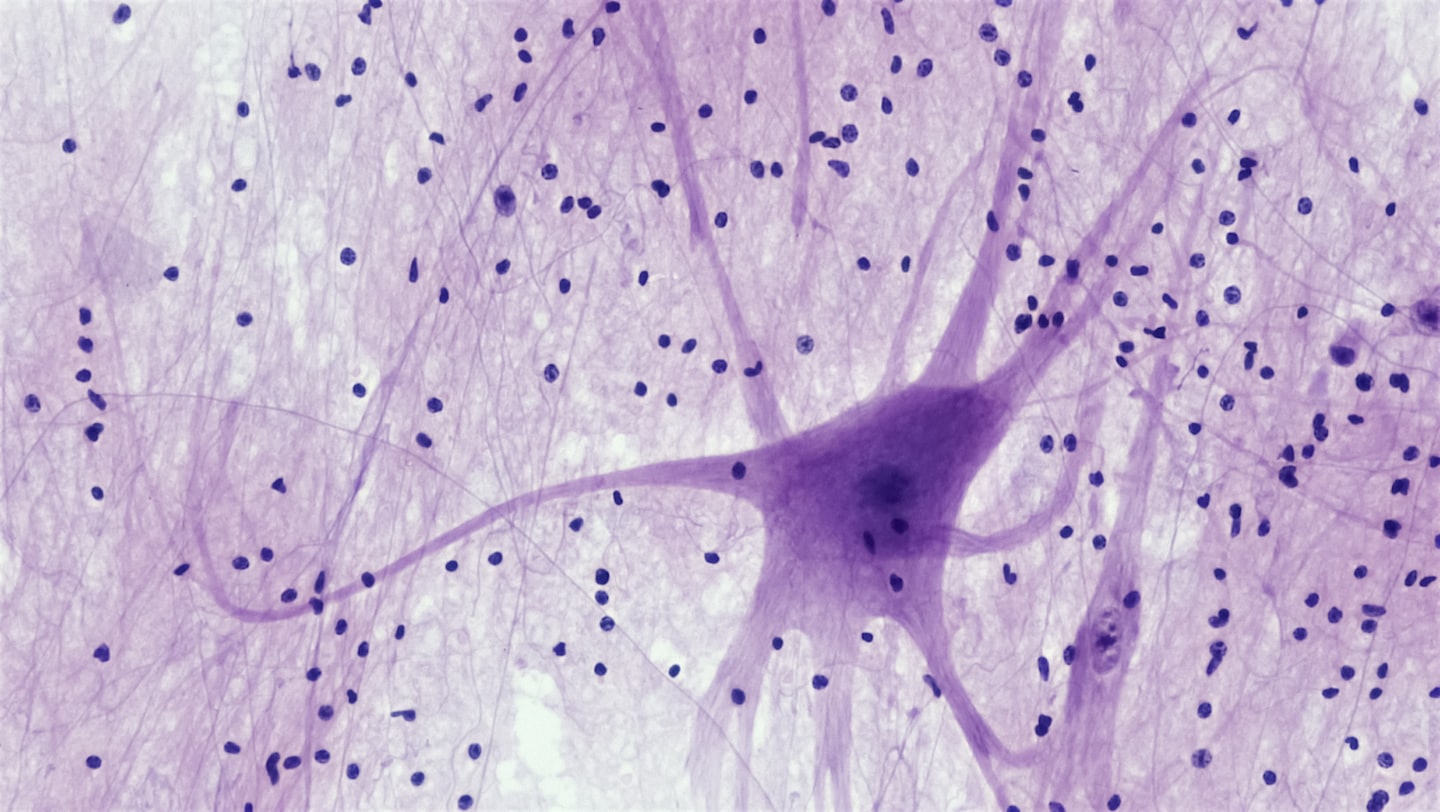 Neurone al microscopio: la base neurofisiologica della performance atletica