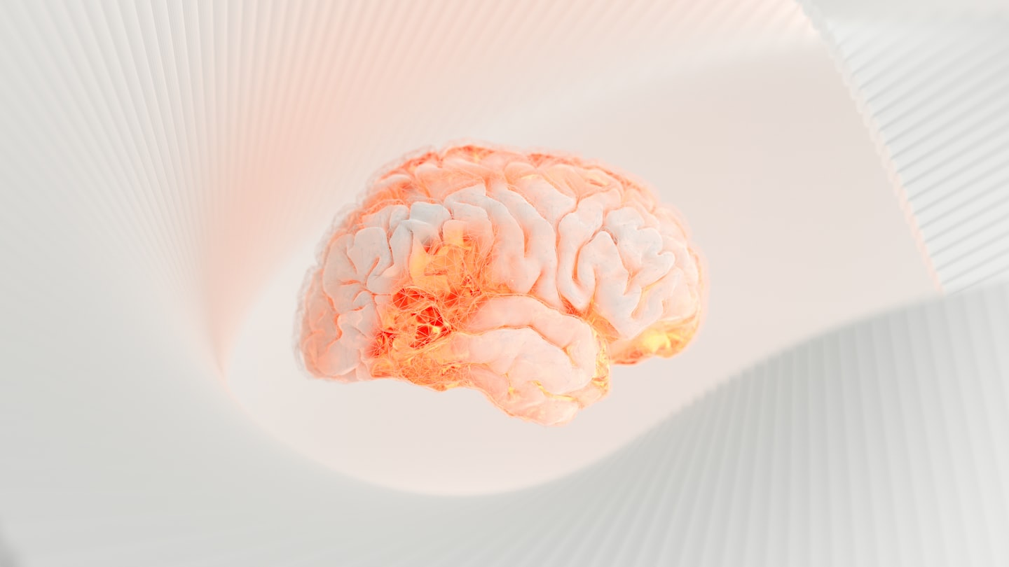 Modello di cervello umano illuminato: il sistema nervoso come centralina della performance